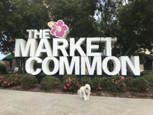 Charlie Market Common Insider November 2017