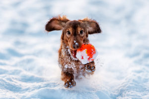 unleashed-dogs-in-snow_0 (1)