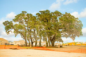 Huger_Park_Trees-Edit