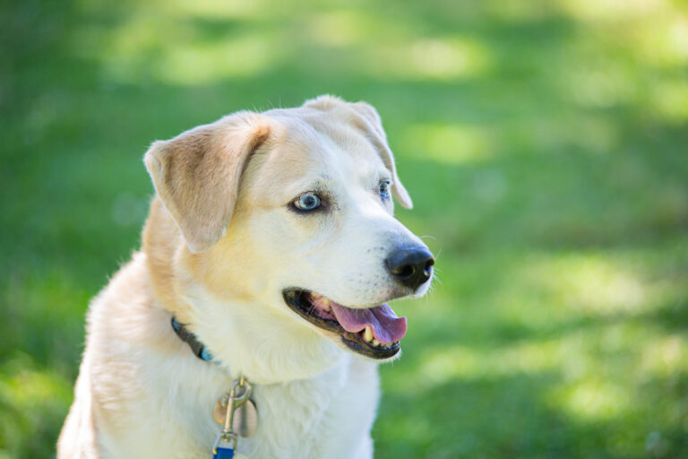 Angel, the dog posing for a picture