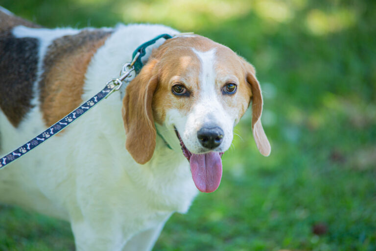 Dwight, the dog, poses for a picture.