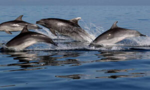 Dolphin Tour Pic 2