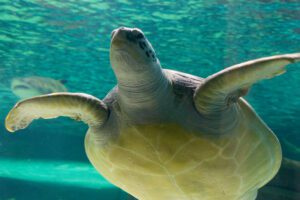 South Carolina Aquarium turtle