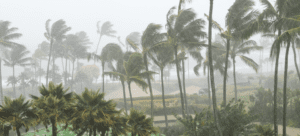 bad weather situation during a hurricane, palm trees flying and rain