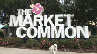 Charlie Market Common Insider November 2017