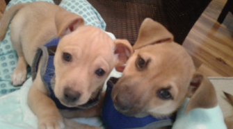 Adoption Corner
