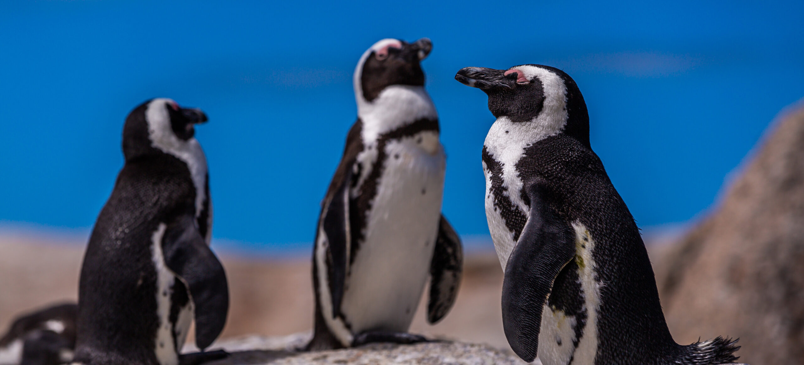 5 Surprising Penguin Facts