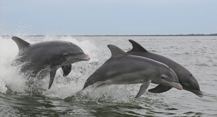 Dolphin Tour