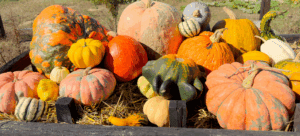 Fall’s here, and these pumpkin spots are rolling out the orange carpet